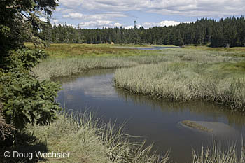 Salt Marsh and Forest Maine _F2B8320.jpg - 48767 Bytes